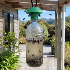 Reusable Gotcha Fly trap attached to a recycled bottle with house flies and blow flies inside, designed for outdoor fly control in New Zealand.