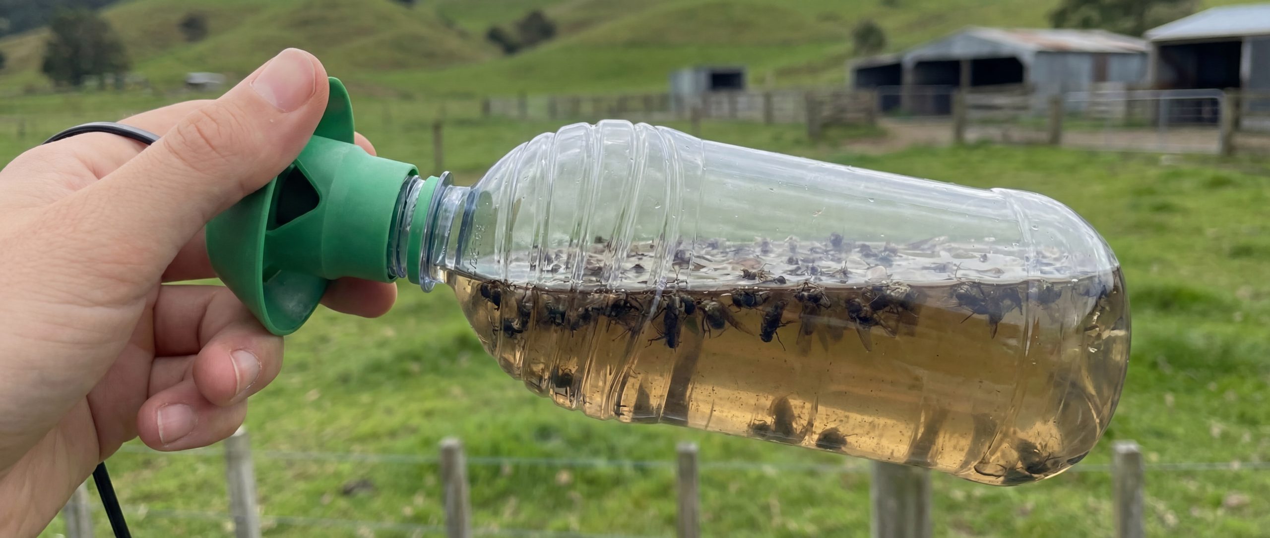 Bottle-based fly catcher trapping house flies and blow flies for outdoor pest control in New Zealand.