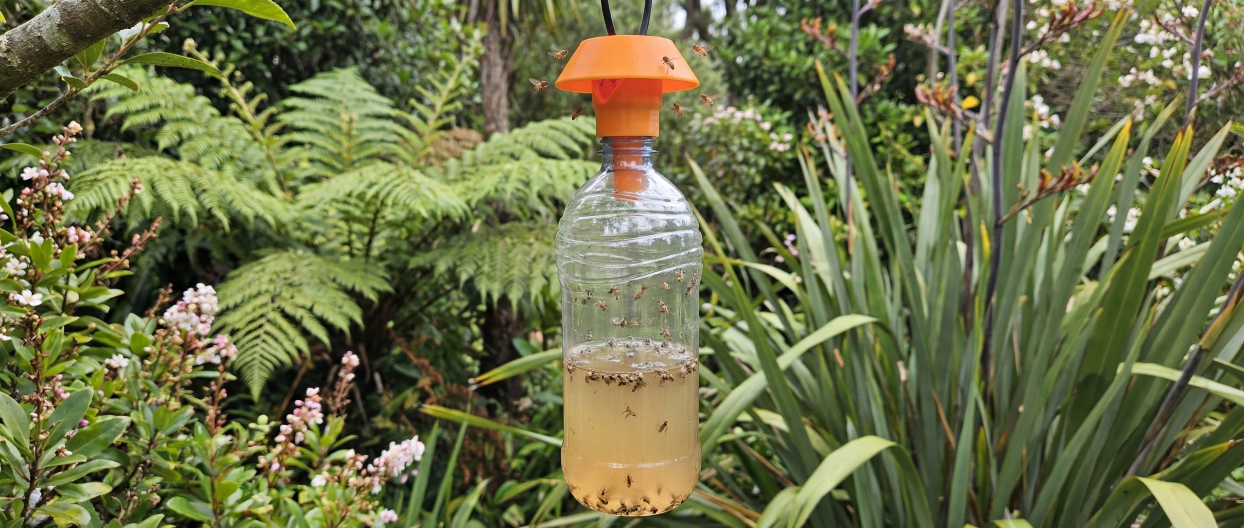 Eco-friendly reusable fruit fly trap with fruit flies captured inside bottle for natural pest control.